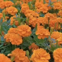 زمین دالکی نرسیده به هنرستان