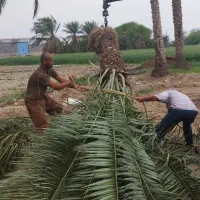 خریدار نخل خرما با ریشه در باغات بالاترین قیمت