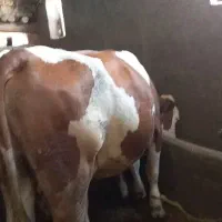 گاو سیمینتال مونت