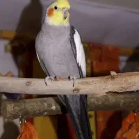 یک عدد عروس هندی گمشده