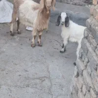 فروش بز وبزغاله|حیوانات مزرعه|دورود, |دیوار