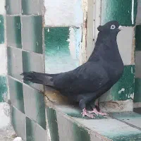 جفت آبادانی|پرنده|ایذه, |دیوار