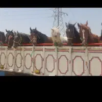 خرید و فروش اسب بارکش و پالونی