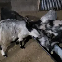 بز و بزغاله|حیوانات مزرعه|دینور, |دیوار