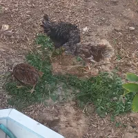 چوری مرغ