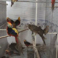 طاووس مصری و مرقاول بلژیکی|پرنده|سبزوار, صالح آباد|دیوار