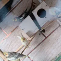 عروس هلندی|پرنده|سراوان, |دیوار