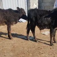 دوراس گوساله دورگه محلی نر از گاو تلیسه|حیوانات مزرعه|بندر ترکمن, |دیوار