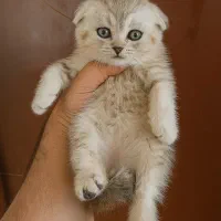 مجموعه گربه های اصیل و خاص ( پرشین بریتیش اسکاتیش)|گربه|رشت, گلسار|دیوار