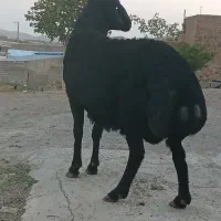 شیشک تازه دندون زده