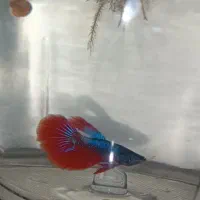 فروش فایتر و گوپی تنظیم بازار