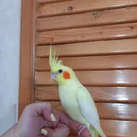 عروس۳ماهه دون خور