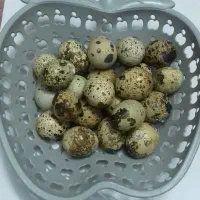 بلدرچین|حیوانات مزرعه|مشهد, کوشک مهدی|دیوار