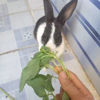 خرگوش
