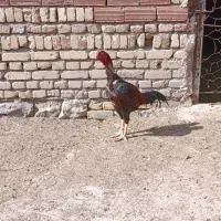 فروش خروس لاری اصل جنس