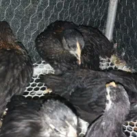 جوجه مرغ و خروس