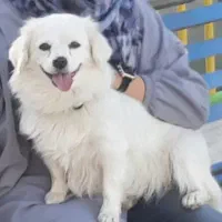 واگذاری سگ خانگی