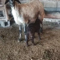 گوسفندبره دار با بره نر