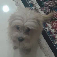 سگ شیتزو|سگ|تربت‌حیدریه, قائم|دیوار