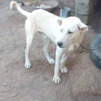 توله اصل سرابی