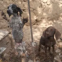 دوعددتوله شکاری ۳ ماهه نژادپوینتر|سگ|مشگین شهر, |دیوار