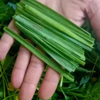 نیرو برای کارگاه سبزی