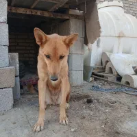 سگ ماده اصل ژرمن|سگ|اهواز, پردیس|دیوار