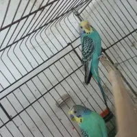 یک جفت مرغ عشق بالغ