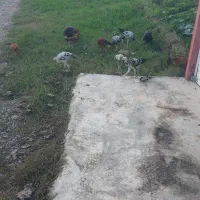 واکسن خورده سلام|حیوانات مزرعه|سنگر, |دیوار