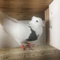 طوقی ،کبوتر