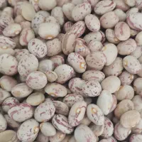 برنج کامفیروزی لوکس|خوردنی و آشامیدنی|شیراز, شهرک گلها|دیوار