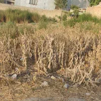 فروش زمین ۳۰۰ متری|فروش زمین و ملک کلنگی|گالیکش, |دیوار