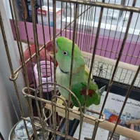 شاه طوطی نر 8ماهه|پرنده|تهران, جی|دیوار