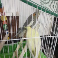 عروس هلندی نروماده وسرحال|پرنده|هندیجان, |دیوار