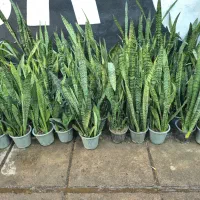 حراج سانسوریا ۱۲۰ تومن