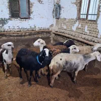 گوسفند افشار|حیوانات مزرعه|زاغه, |دیوار