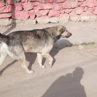 سگ .|سگ|شیروان (خراسان), |دیوار