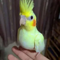 عروس هلندی نر سخنگو