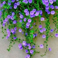 زمین مسکونی