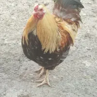 حیوانات مزرعه