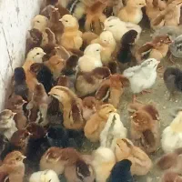 جوجه گلپایگان،، ۶۵،۰۰۰ هزار تومان