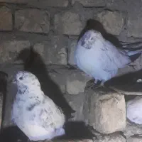 فروش 7جفت کفترخوب زیرقیمت بازار