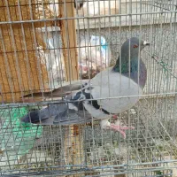 کبوتر بالغ جنسیت نامعلوم|پرنده|شاهین‌شهر, شهرک گلدیس|دیوار