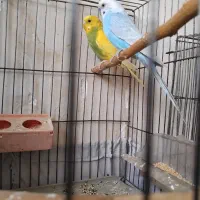 مرغ عشق|پرنده|شیراز, جرسقان|دیوار