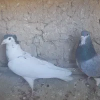 کبوتر دمگیر|پرنده|اصفهان, آفاران|دیوار