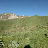 علف ایمسال کیفسان کما چنور درحد ۱۰تن عالی