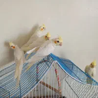 عروس هلندی لوتینو|پرنده|مبارکه, |دیوار