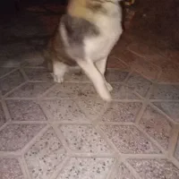 سگ هاسکی