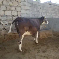 گاووگوساله|حیوانات مزرعه|کوهدشت, |دیوار