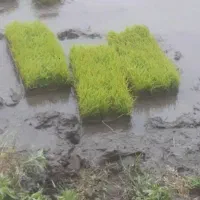 باکس نشاع
